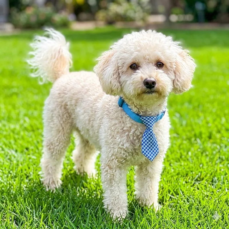 A young small-sized male White / Cream Miniature Poodle dog named Nilla Wafer for adoption in Las Vegas, NV