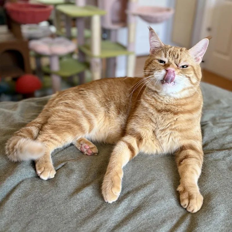 An adult small-sized male Domestic Short Hair cat named Munchkin for adoption in Costa Mesa, CA