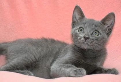 A baby small-sized female Domestic Short Hair cat named Dolly for adoption in New Hope, PA
