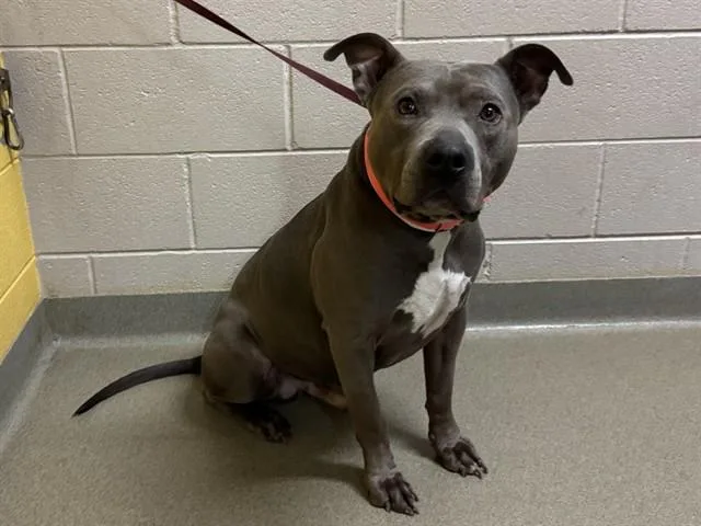 An adult medium-sized male Pit Bull Terrier dog named Onyx for adoption in Colorado Springs, CO