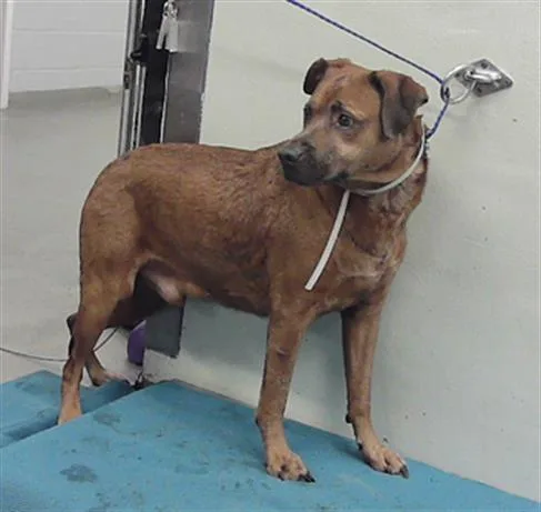 An adult large-sized male Staffordshire Bull Terrier dog named Gizmo for adoption in Houston, TX