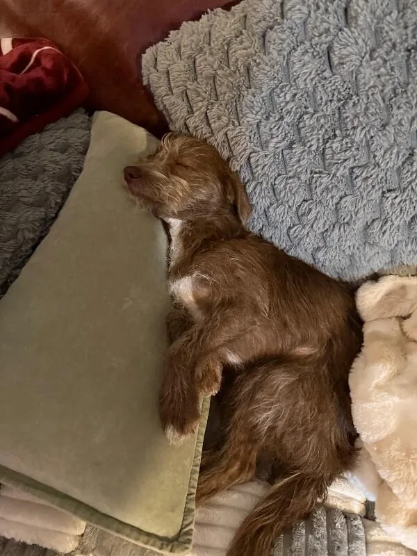 Cocoa Fallonβs Puppies