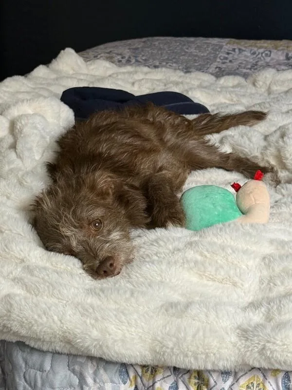 Cocoa  Fallon’s Puppies thumbnail 2