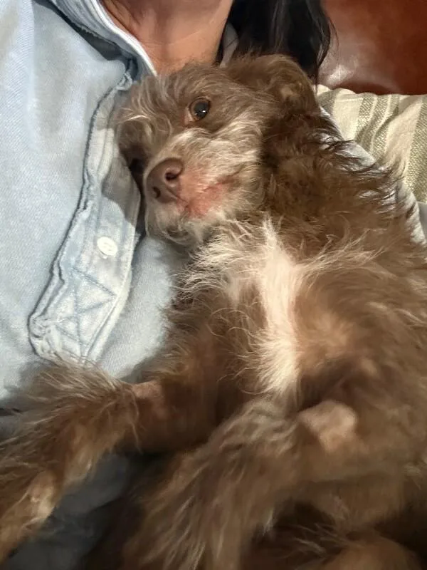 Cocoa  Fallon’s Puppies thumbnail 5