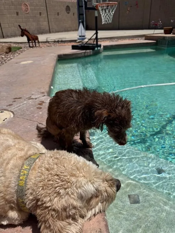 Cocoa  Fallon’s Puppies thumbnail 6