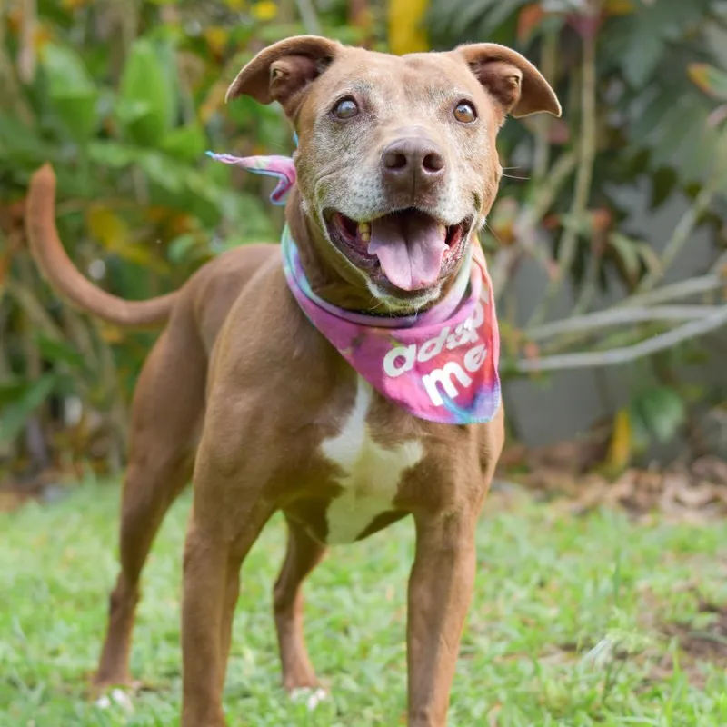 A senior medium-sized female Brown / Chocolate Mixed Breed dog named Rue for adoption in Kailua Kona, HI