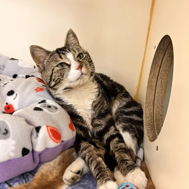 Polly Pocket thumbnail 2