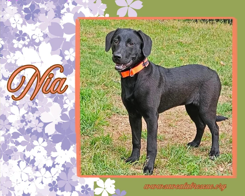 A baby medium-sized female Black Labrador Retriever dog named Nia for adoption in Middletown, RI