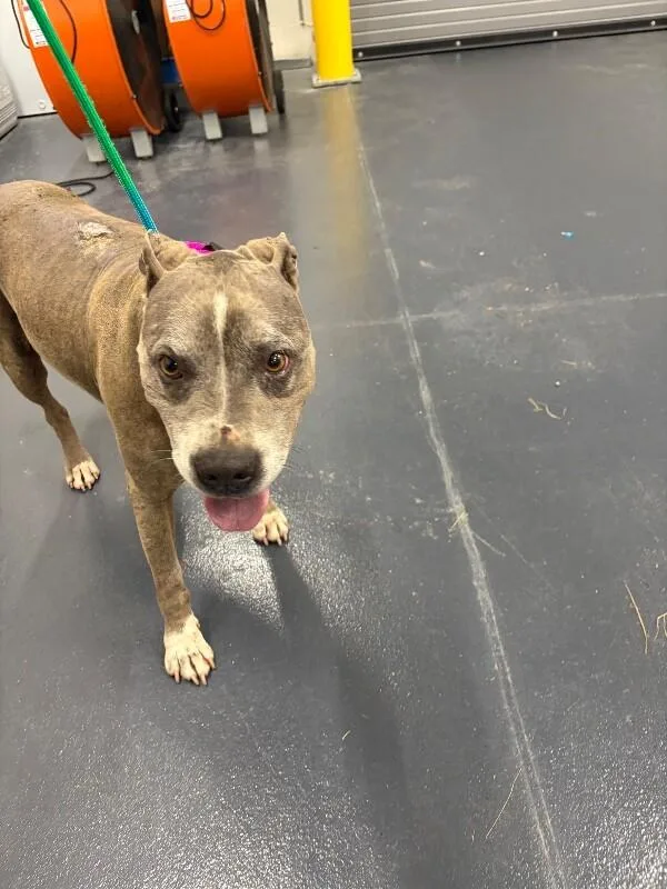An adult medium-sized male Pit Bull Terrier dog named Dirty Dino for adoption in Providence Forge, VA