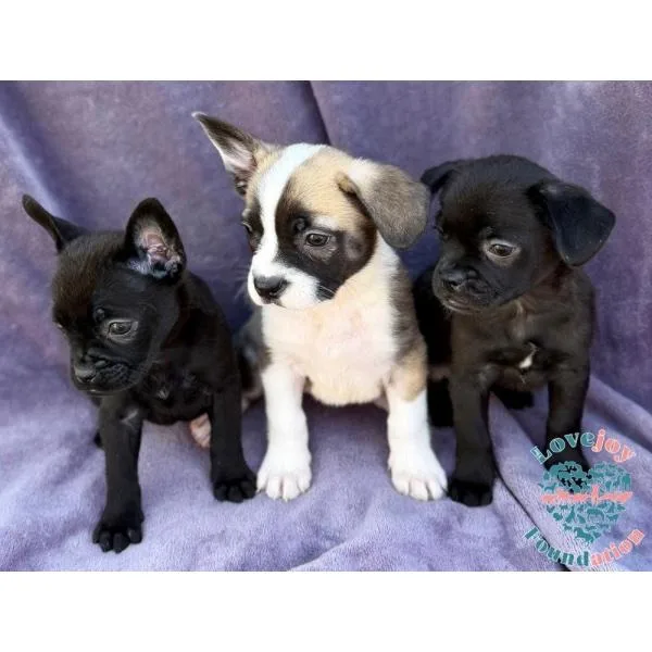 Sesame Litter
