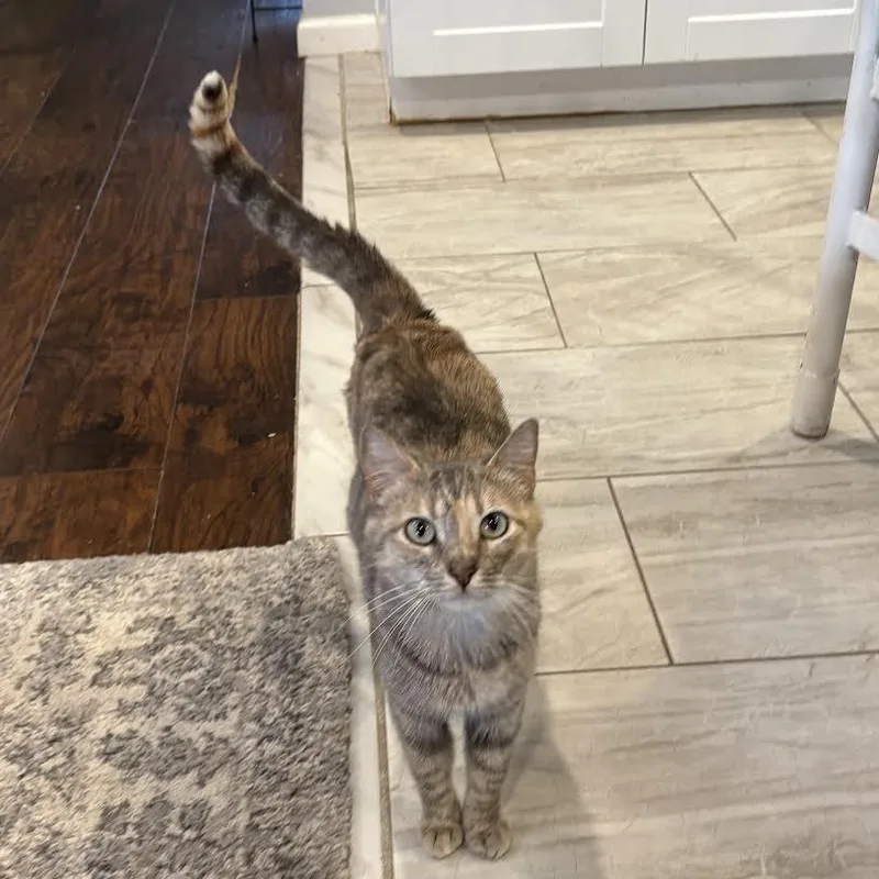 Ciabatta thumbnail 2