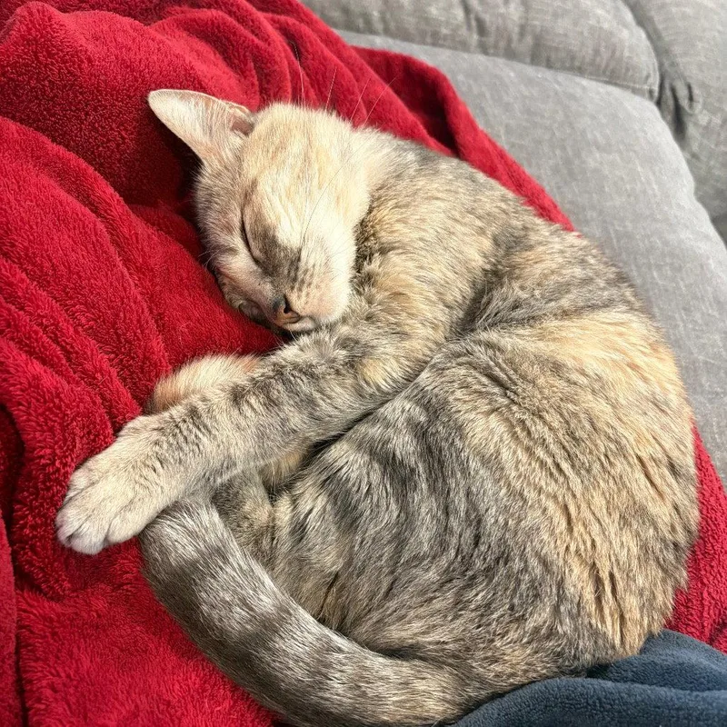 Ciabatta thumbnail 3