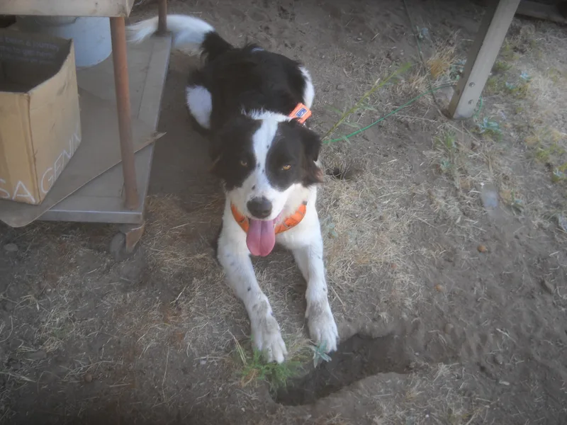 A young large-sized male Black Border Collie dog named Border Collie Mix Brothers for adoption in Oakhurst, CA