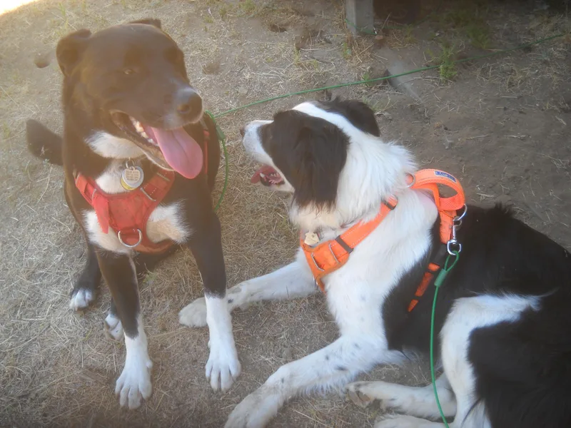 Border Collie Mix Brothers thumbnail 2