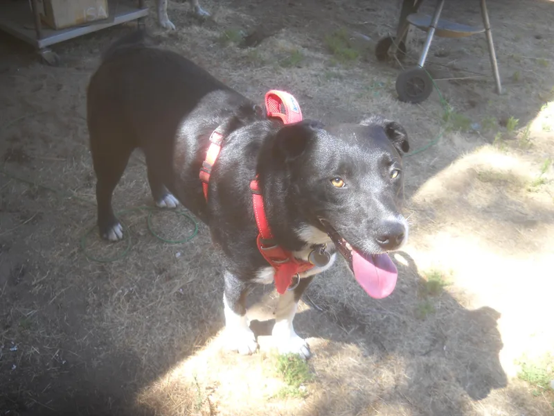 Border Collie Mix Brothers thumbnail 3