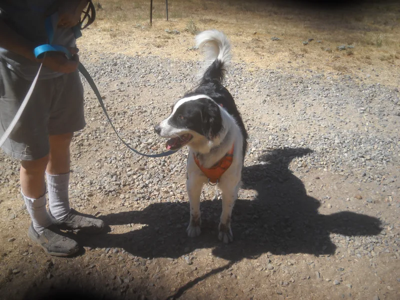 Border Collie Mix Brothers thumbnail 4