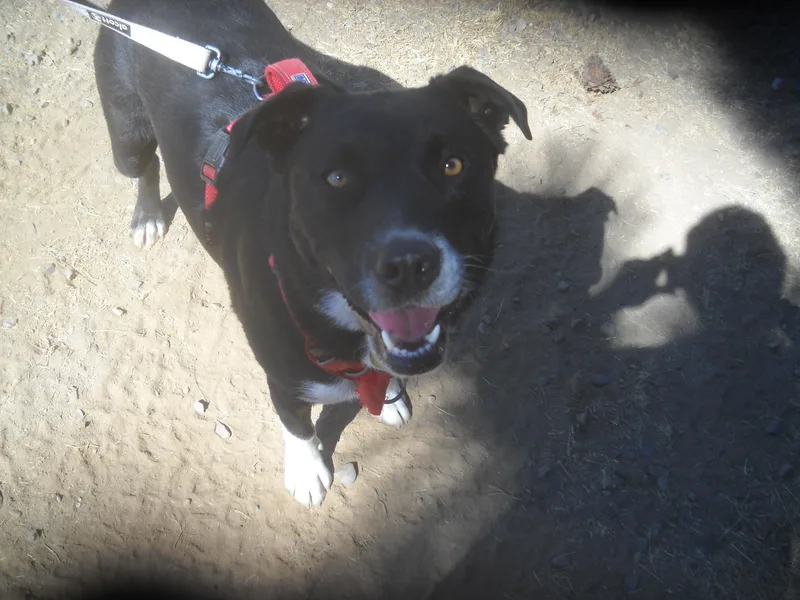 Border Collie Mix Brothers thumbnail 5