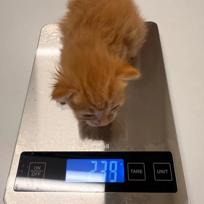 A baby small-sized male Orange / Red Domestic Short Hair cat named Joist for adoption in Chattanooga, TN