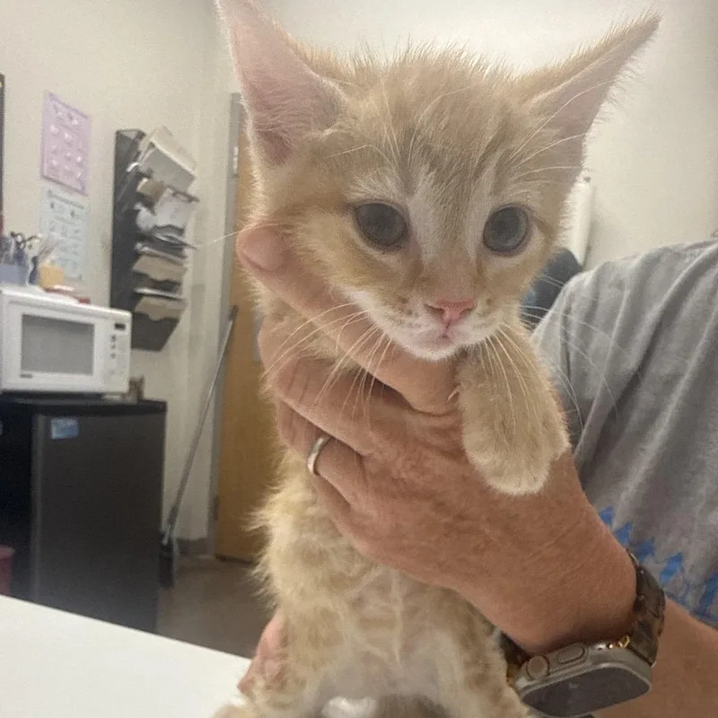 Joist thumbnail 3