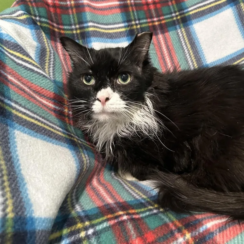 A senior large-sized male Black Domestic Short Hair cat named Cringer for adoption in Oyster Bay, NY
