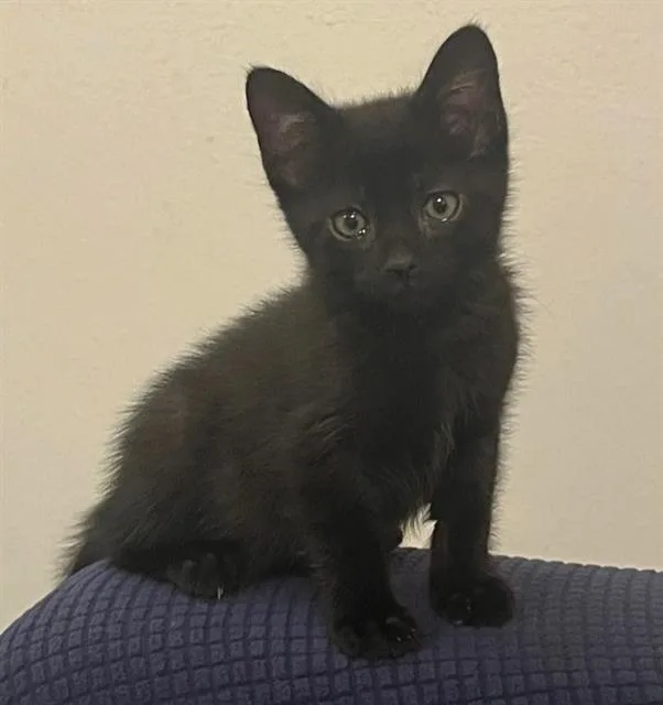 A baby small-sized female Domestic Short Hair cat named Dashi for adoption in Sacramento, CA