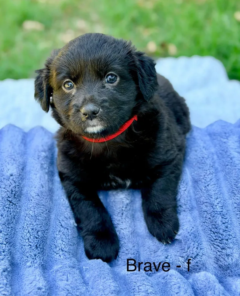 A baby medium-sized female Black Basset Hound dog named Brave for adoption in Newfoundland, NJ
