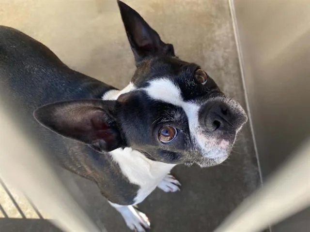 A young small-sized female Boston Terrier dog named Ruby for adoption in Tustin, CA