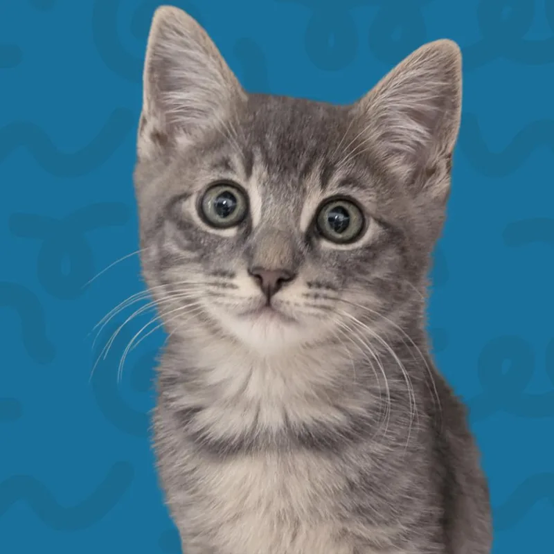 A baby small-sized male Gray / Blue / Silver Domestic Short Hair cat named Howl for adoption in Reno, NV