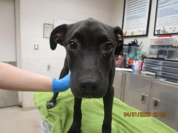 A baby small-sized male Labrador Retriever dog named Pasta for adoption in Marietta, GA