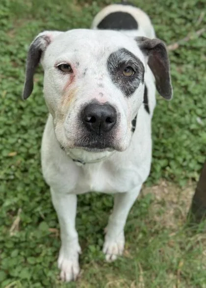 Bonita