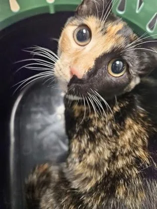 A baby small-sized female Domestic Short Hair cat named Foxglove for adoption in Sacramento, CA
