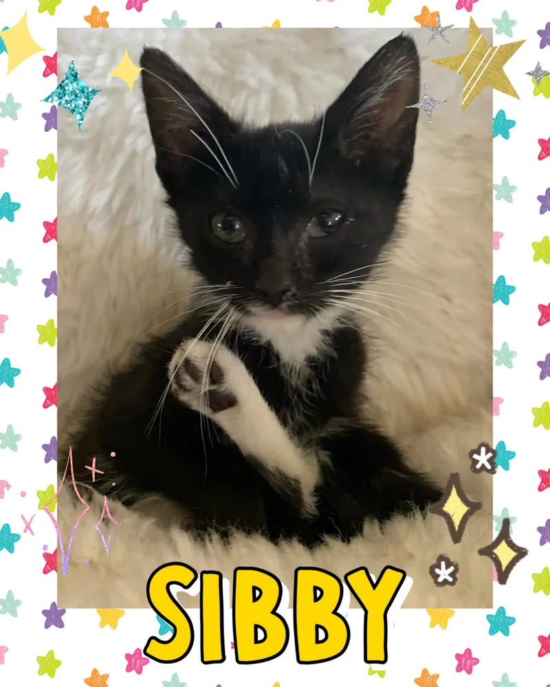 Sibby thumbnail 6