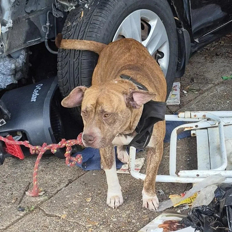 An adult medium-sized female Brown / Chocolate Mixed Breed dog named Tina for adoption in Columbus, GA