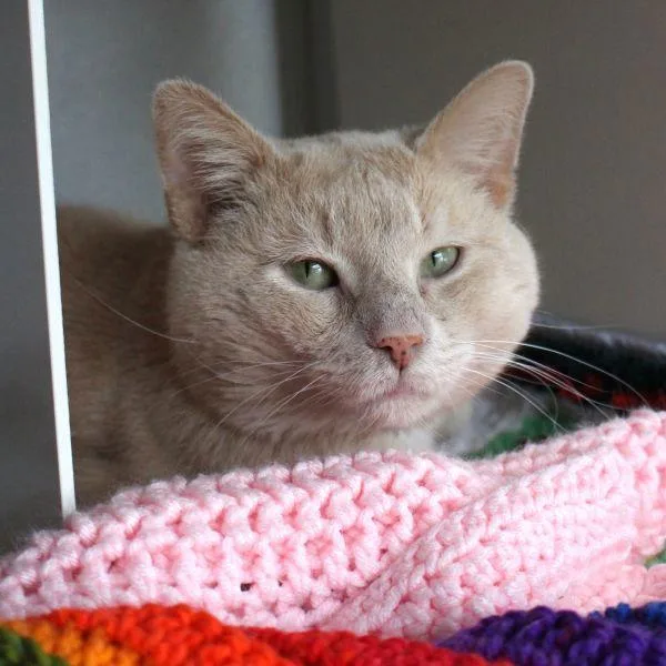 An adult small-sized male Domestic Short Hair cat named Colonel Mustard for adoption in Des Moines, IA