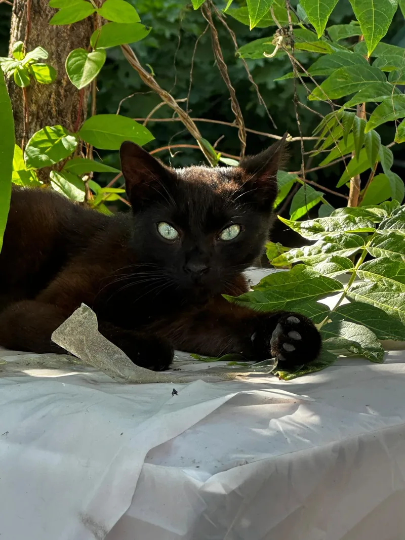 A baby medium-sized female Black American Shorthair cat named Midnight for adoption in Brooklyn, NY