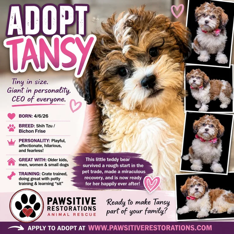 Tansy thumbnail 2