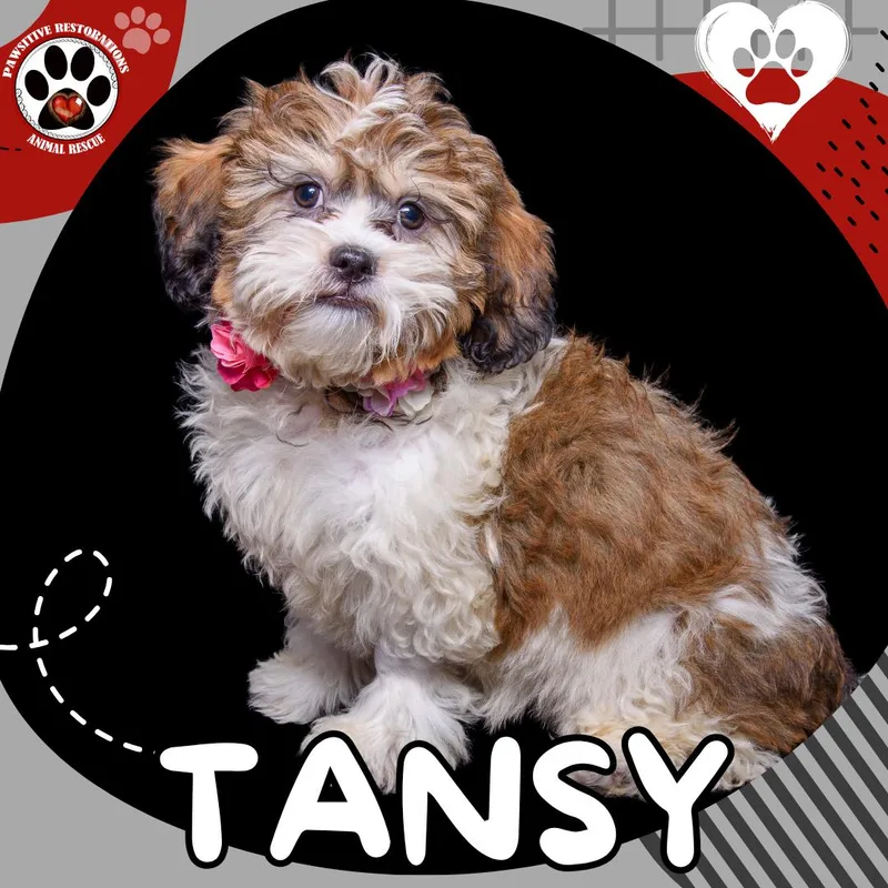 Tansy thumbnail 6
