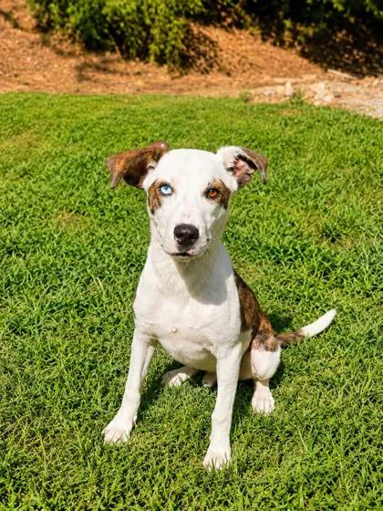 An adult medium-sized male Feist dog named Hickory for adoption in Dahlonega, GA