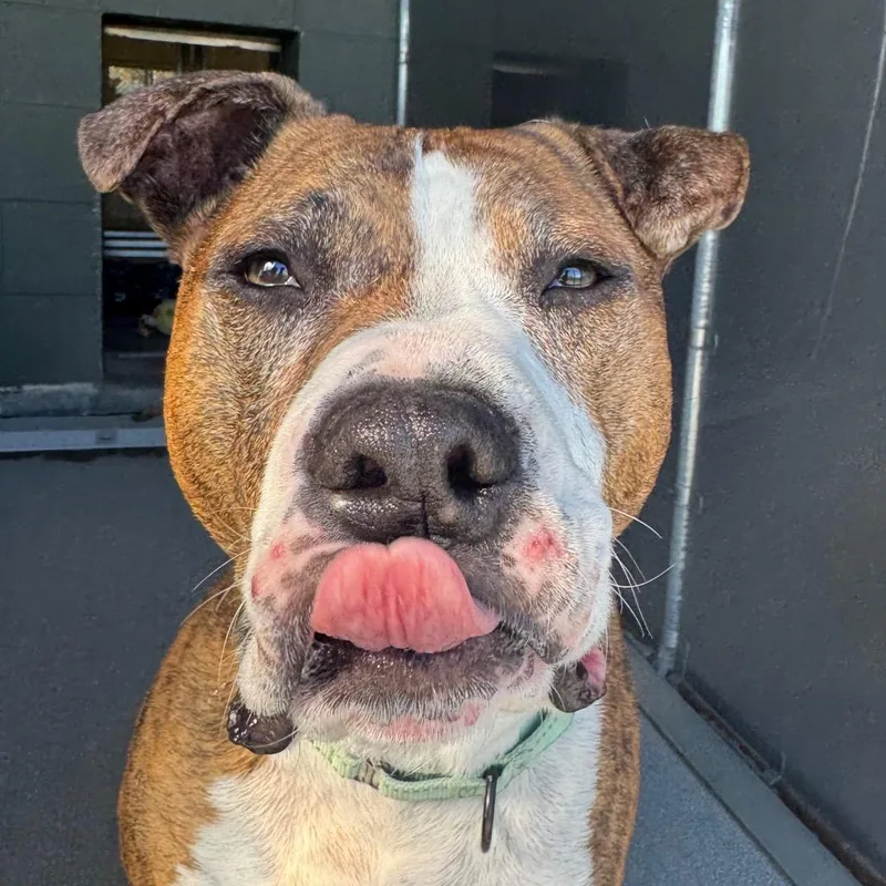A senior large-sized male Boxer dog named Jax for adoption in Newark, DE