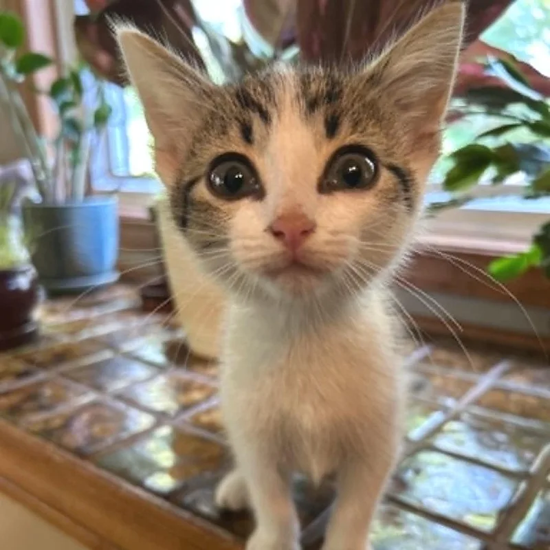 Nifflers