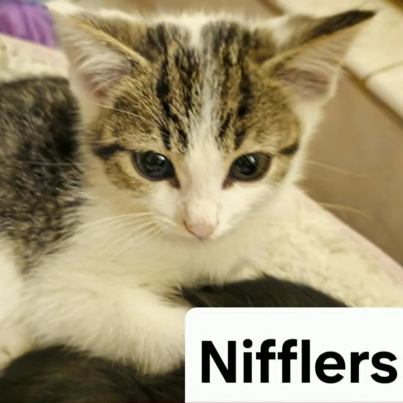 Nifflers thumbnail 2