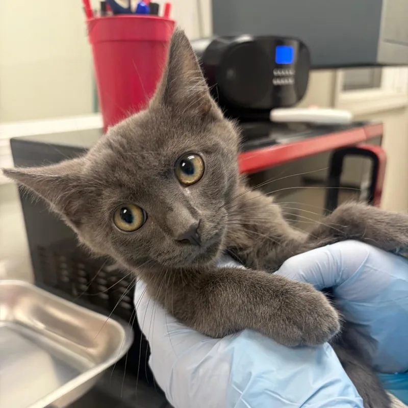 A baby small-sized male Gray / Blue / Silver Domestic Short Hair cat named Pigeon for adoption in Pekin, IL