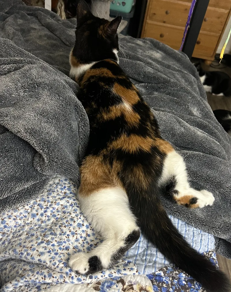 Wendy Witch thumbnail 2