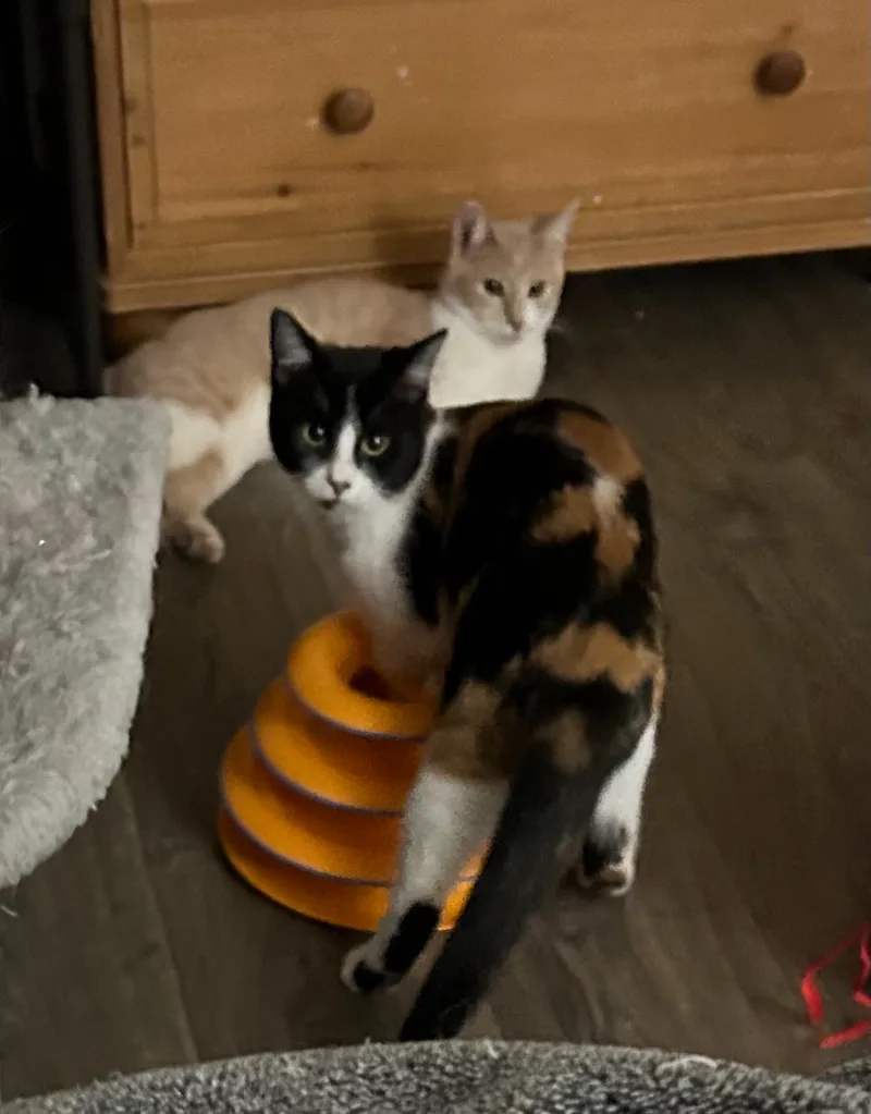 Wendy Witch thumbnail 3