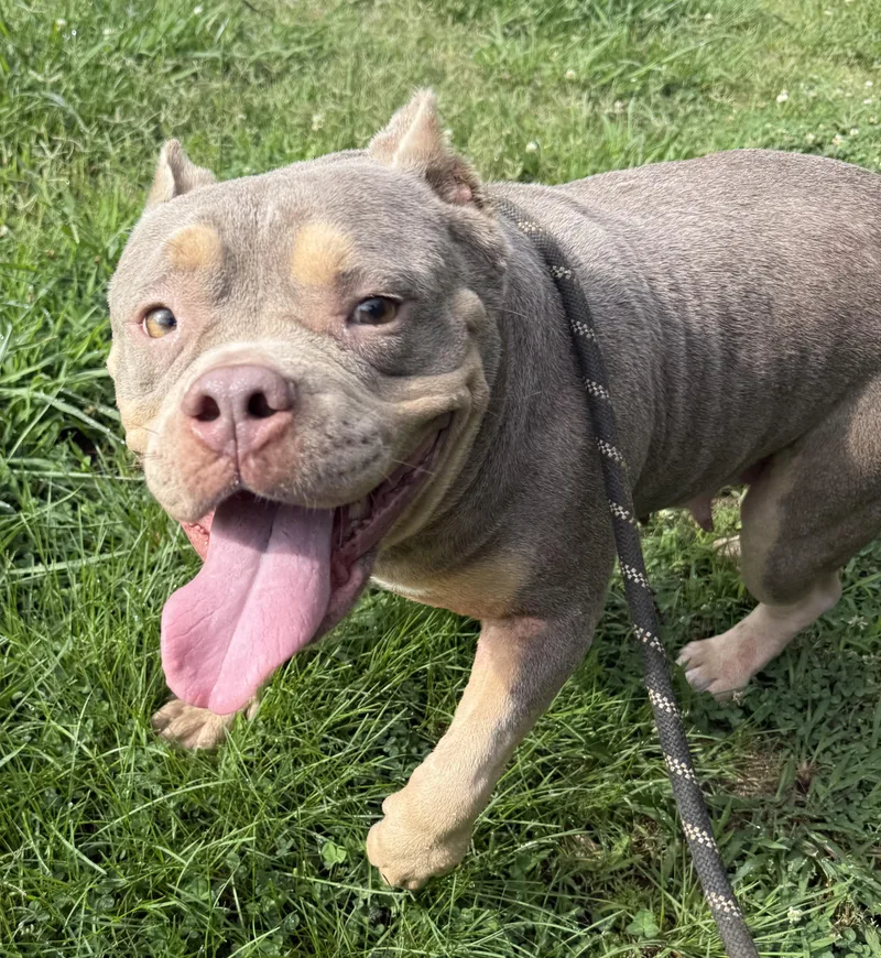 An adult medium-sized female Apricot / Beige Bulldog dog named Greta for adoption in Hartselle, AL