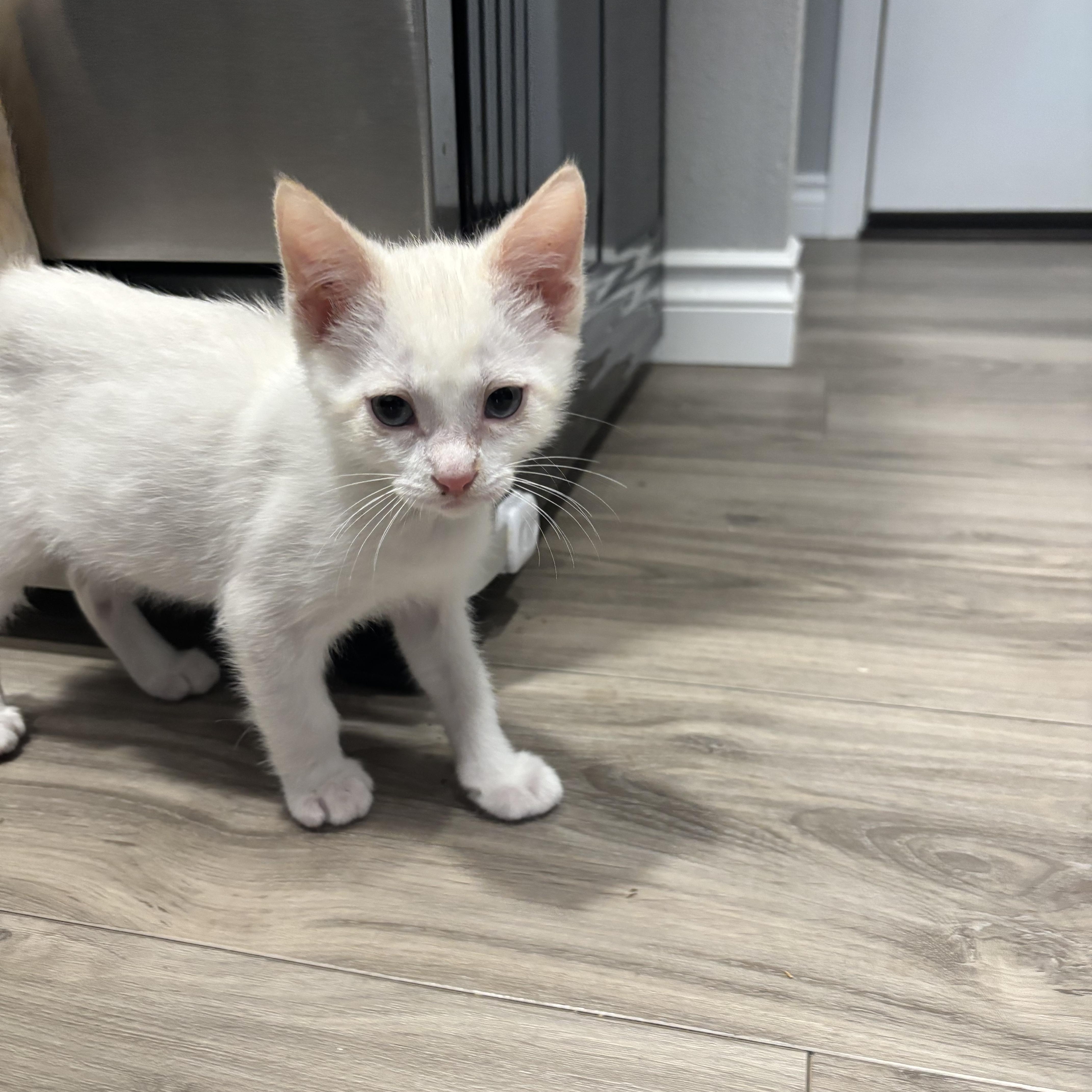 A baby medium-sized male Flame Point Siamese cat named Custard for adoption in Portland, OR