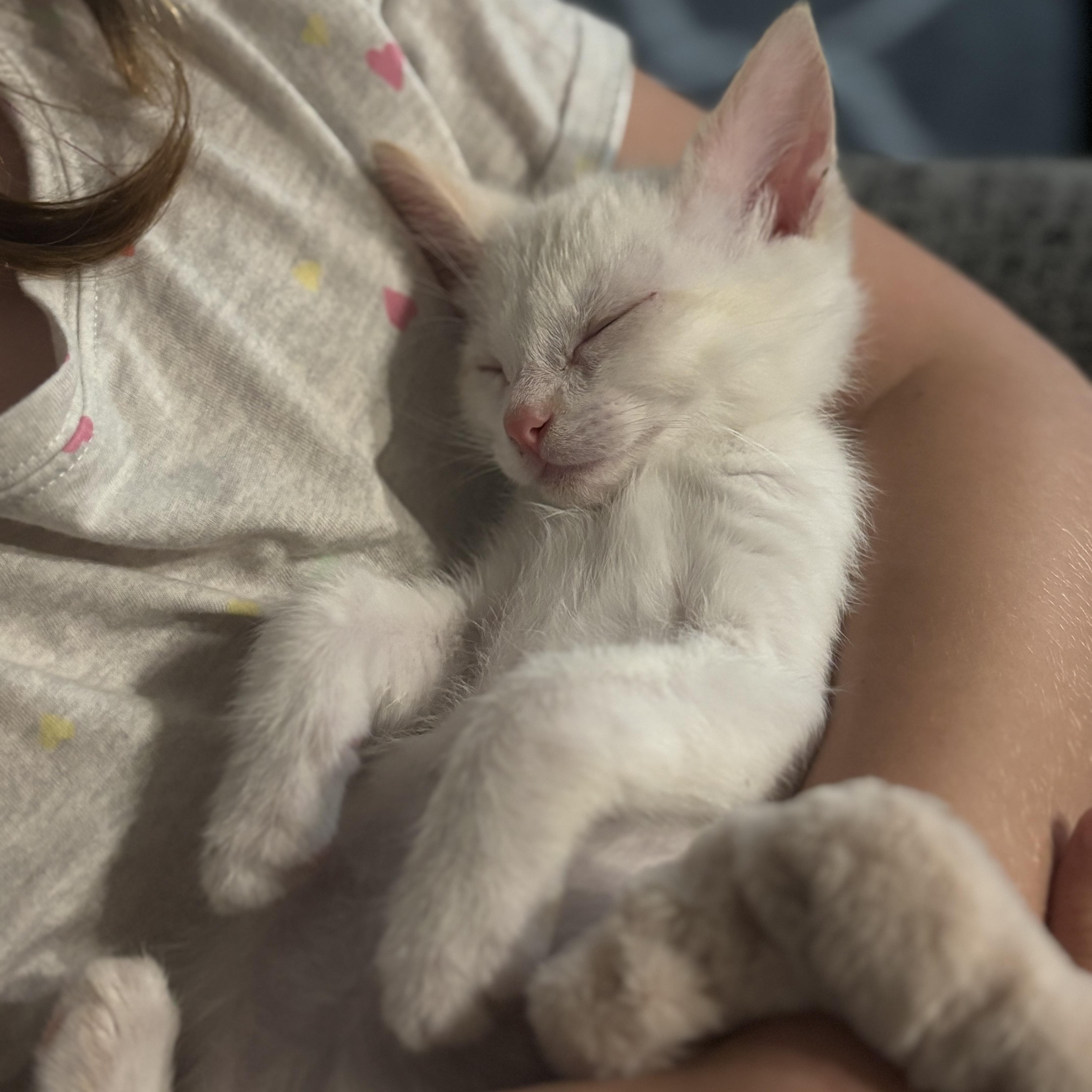 Custard thumbnail 3