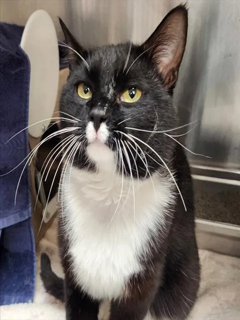 An adult medium-sized male Domestic Short Hair cat named Isaac for adoption in Pueblo, CO