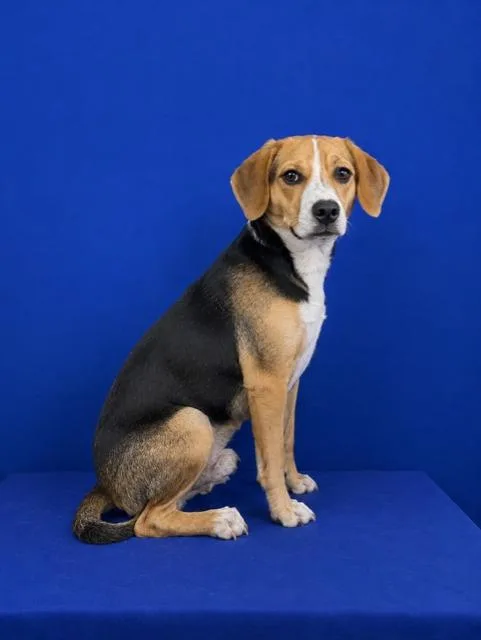 A young medium-sized male Mixed Breed dog named Sea Urchin for adoption in Ruston, LA