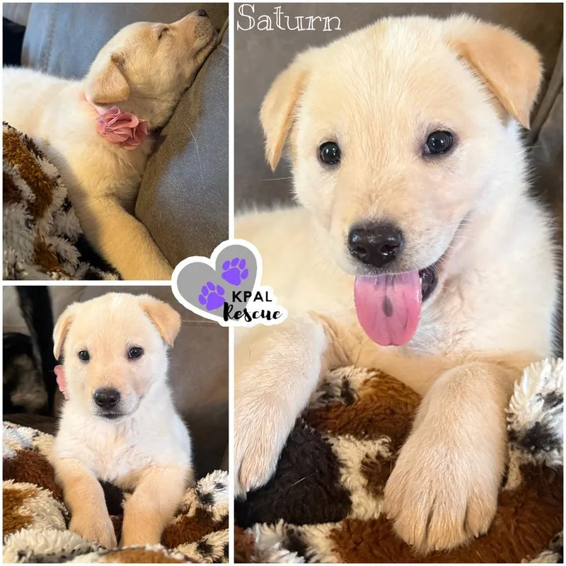 A baby large-sized female Mixed Breed dog named Saturn  Planet Litter for adoption in Kenai, AK